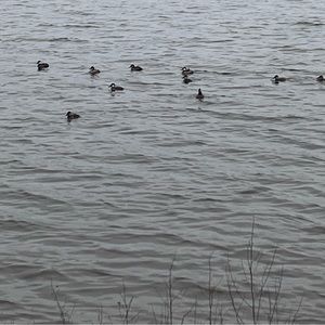 Meet your Posher, Tiff